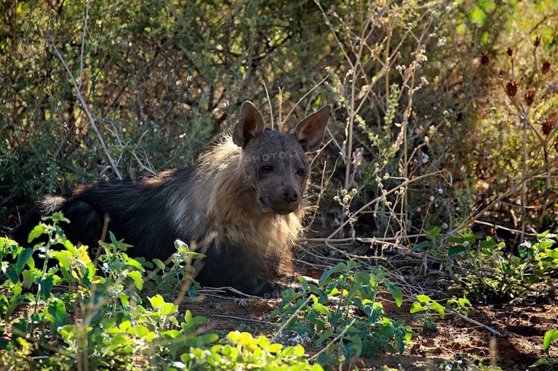 Brown Hyena