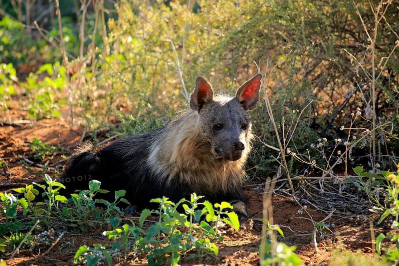Brown Hyena