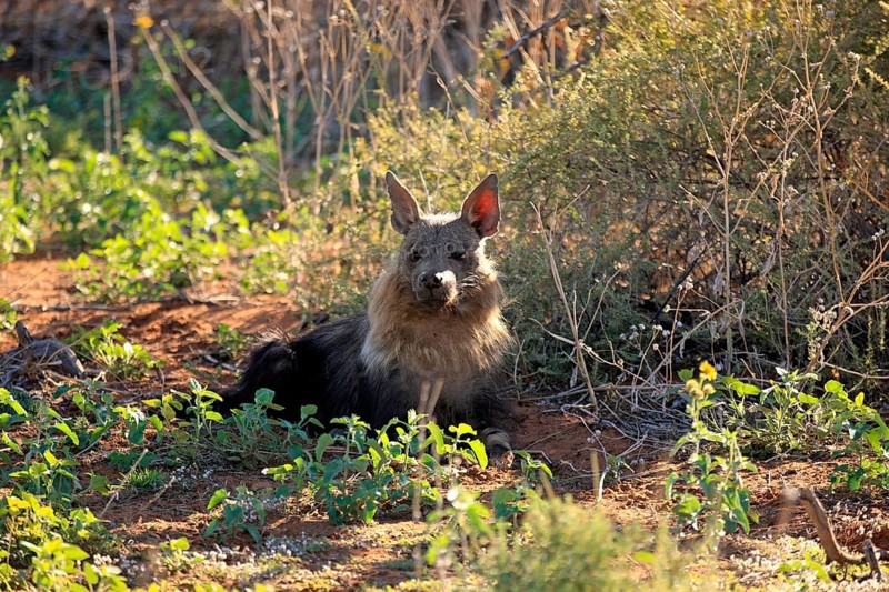 Brown Hyena