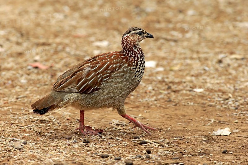 Crested Francolin