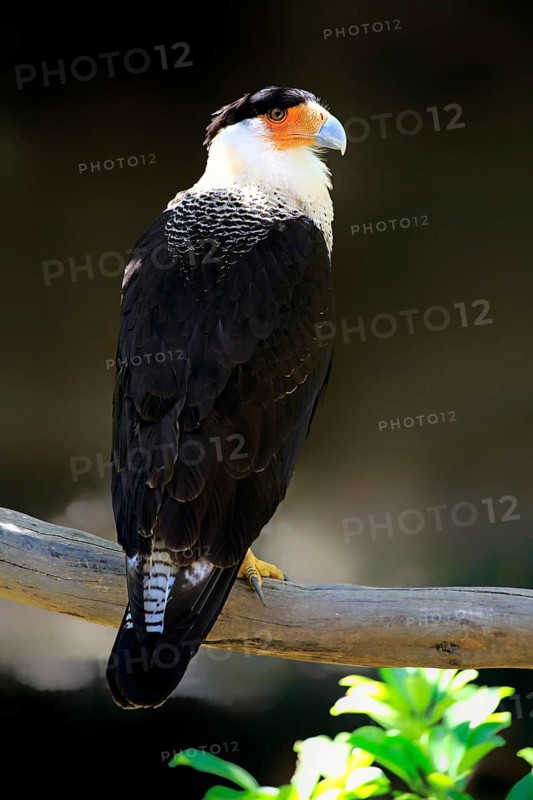 Southern Crested Caracara