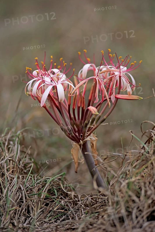 Flowering South African Crinum Lily