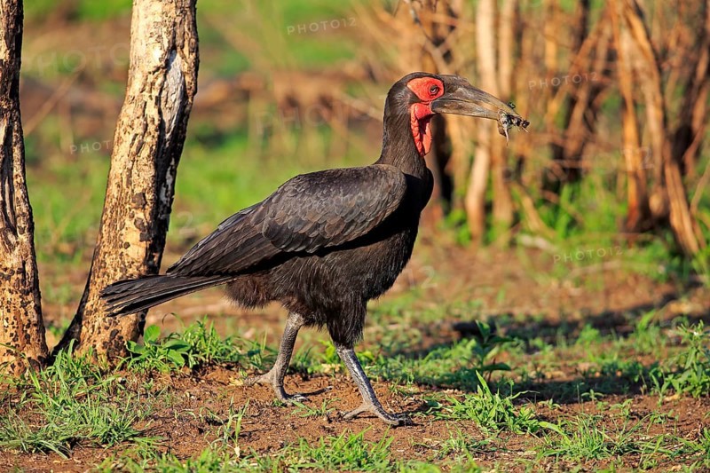 Southern Ground Hornbill
