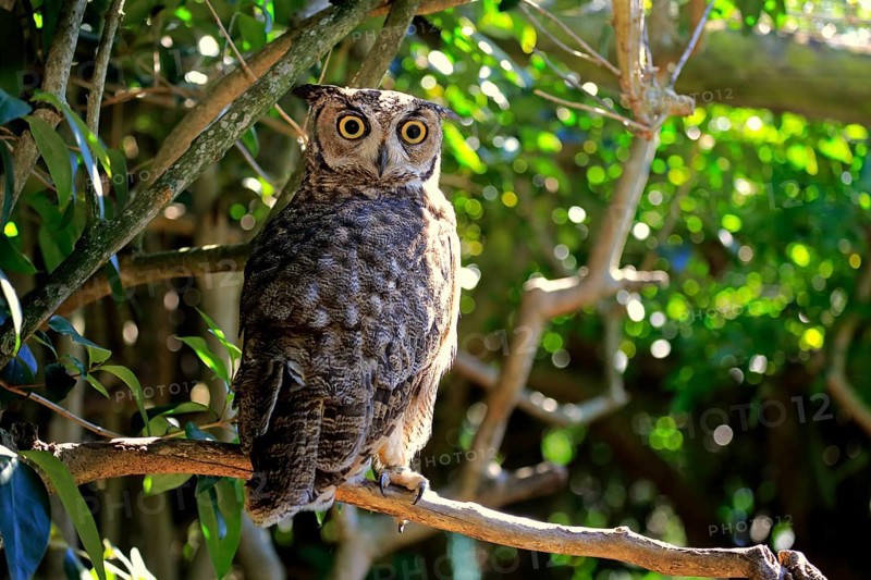 Great Horned Owl