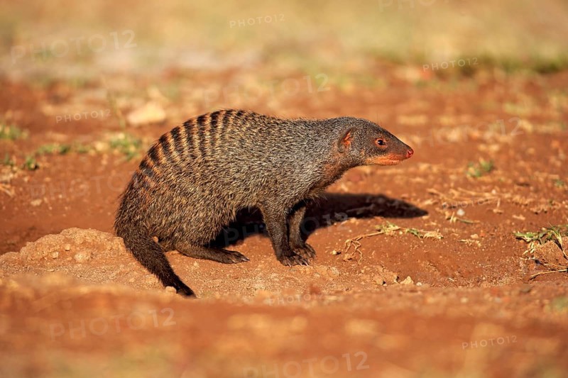 Banded Mongoose