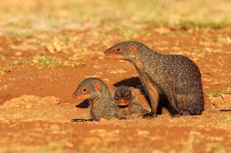 Banded Mongooses
