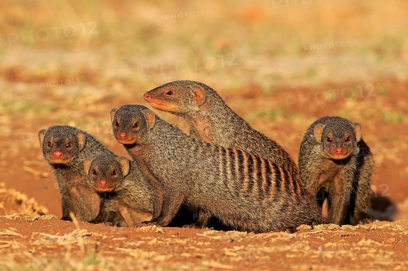Banded Mongooses