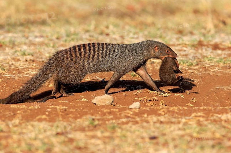 Banded Mongoose