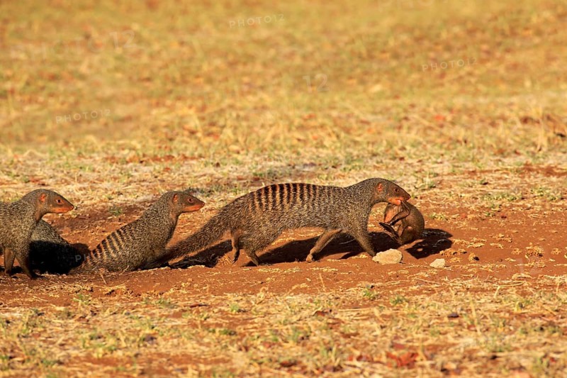 Banded Mongooses