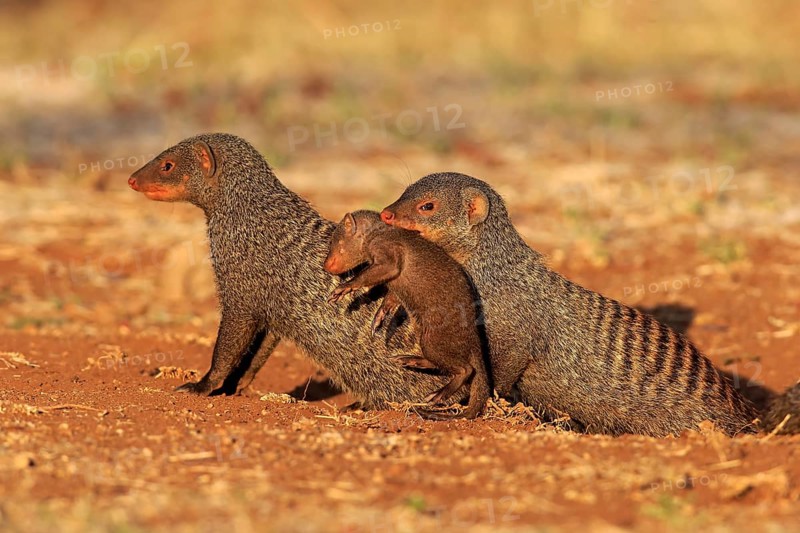 Banded mongoose