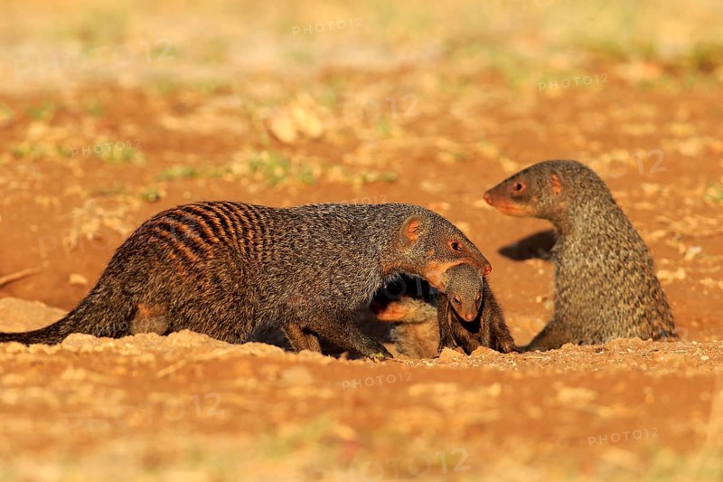 Banded Mongooses