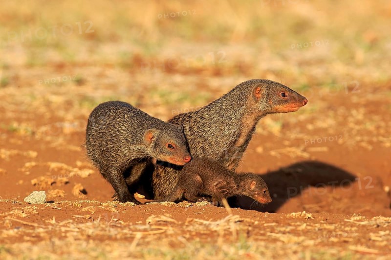 Banded Mongoose