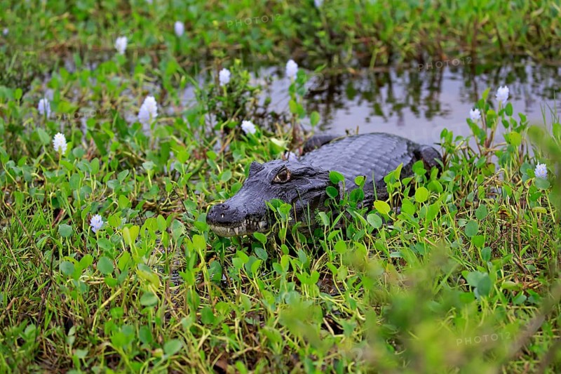 Yacare caiman