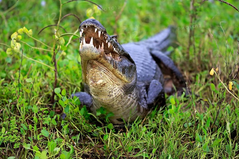 Yacare caiman