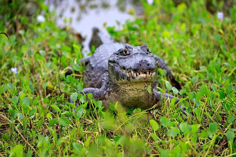Yacare caiman