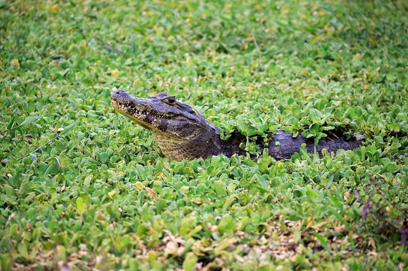 Yacare caiman