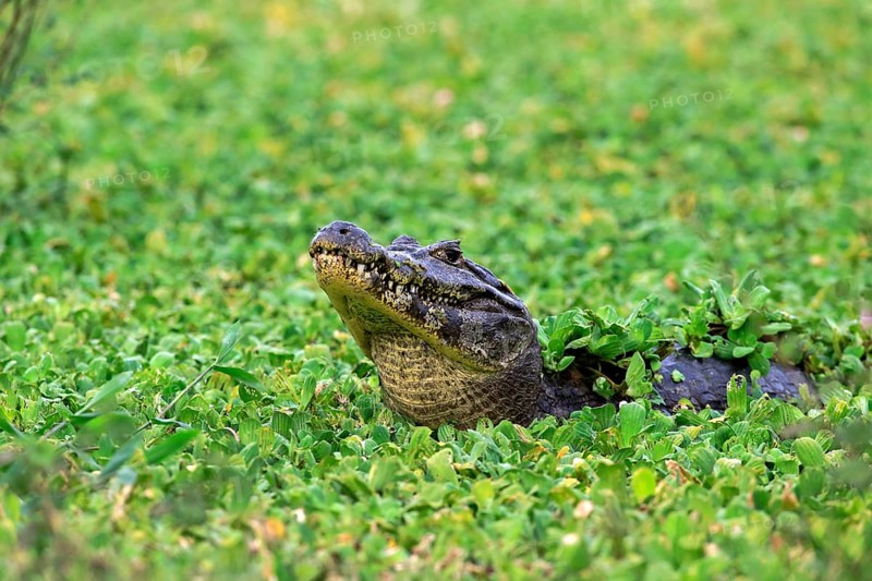 Yacare caiman
