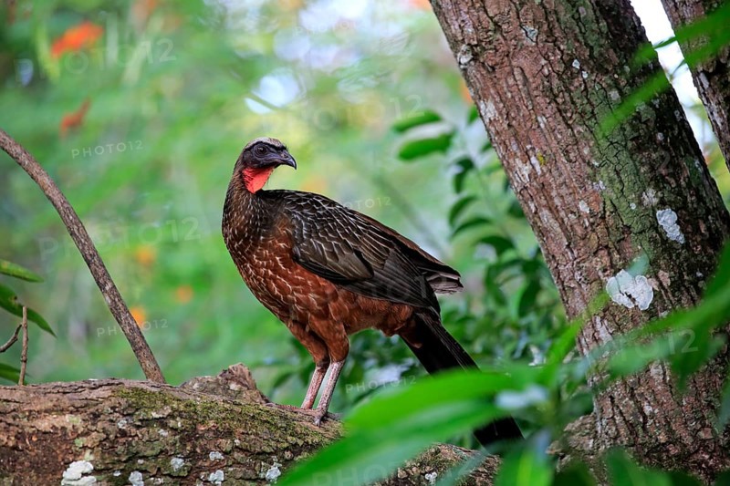 Chaco Chachalaca