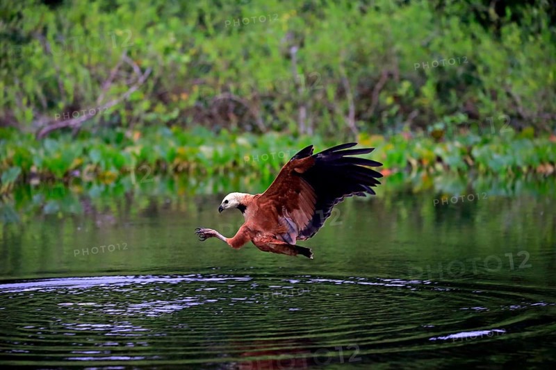 Black-collared hawk