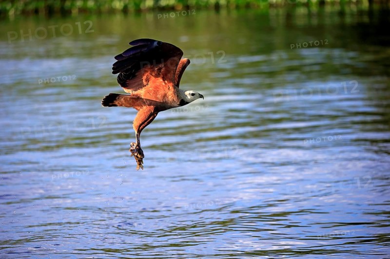 Black-collared hawk