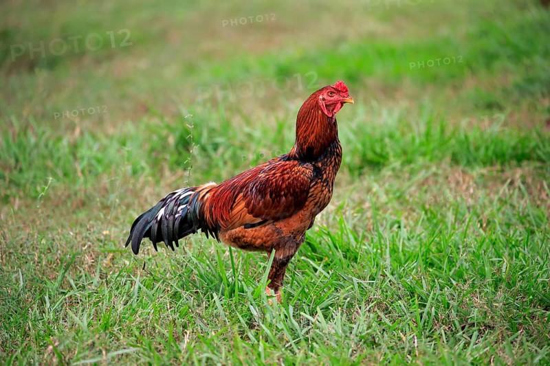 Domestic chicken