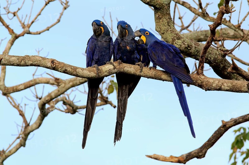 Hyacinth macaw