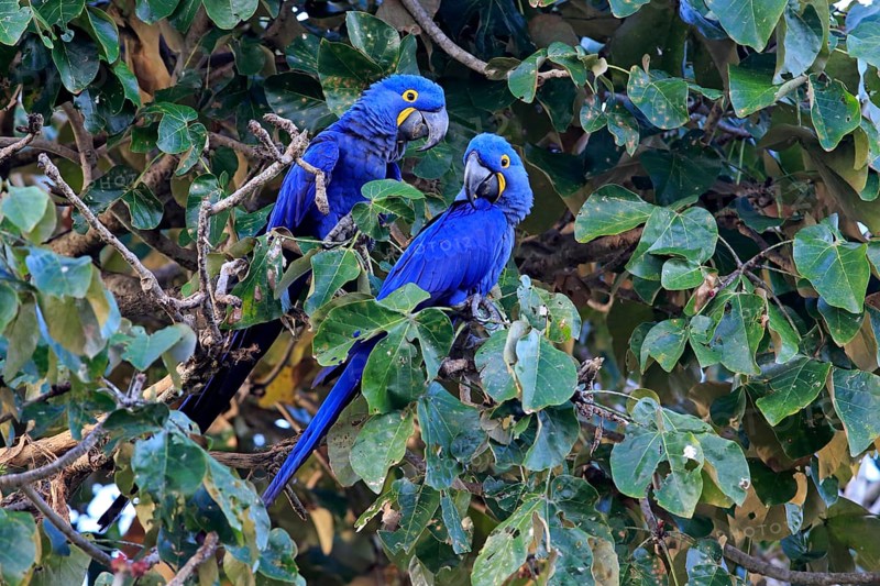 Hyacinth macaw