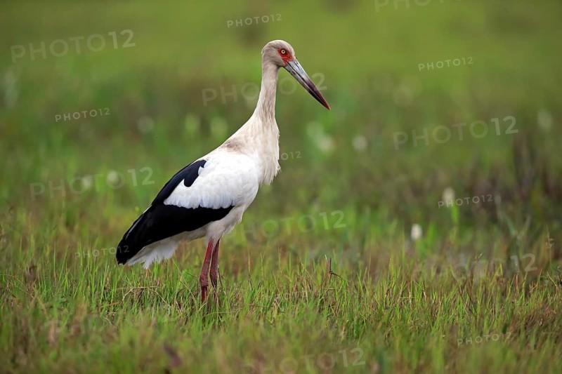 Maguari stork