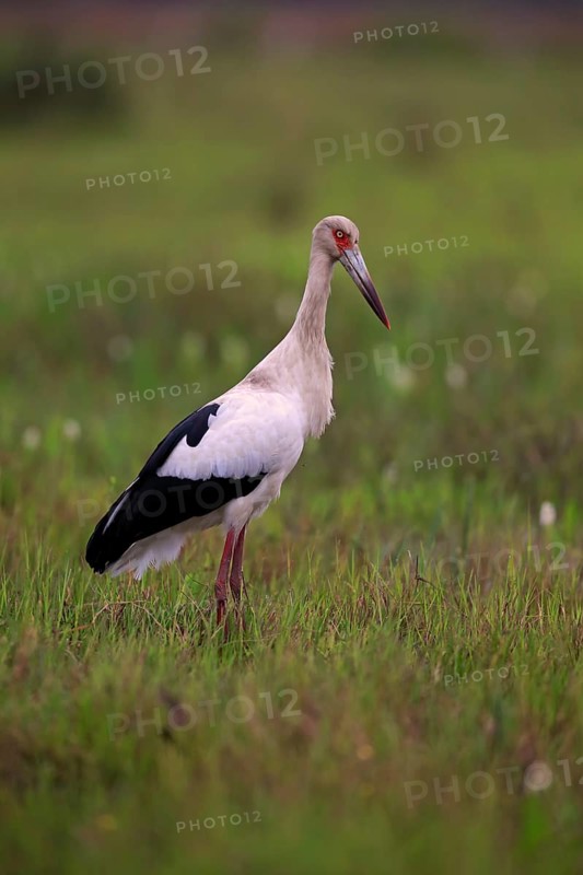 Maguari stork