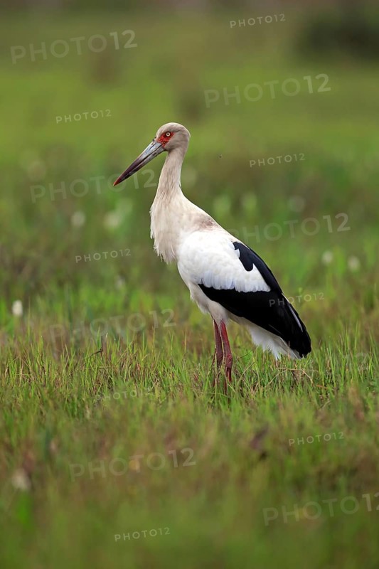 Maguari stork