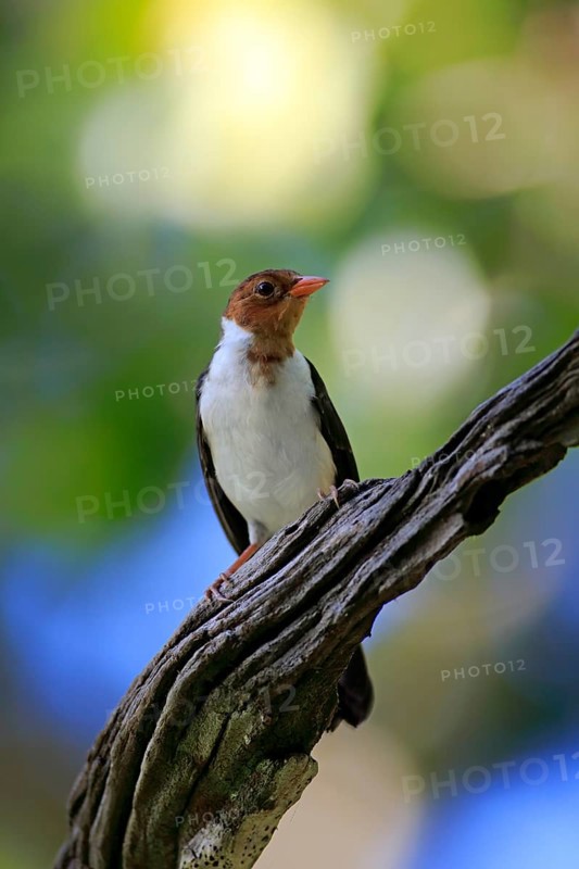 Yellow-billed cardinal