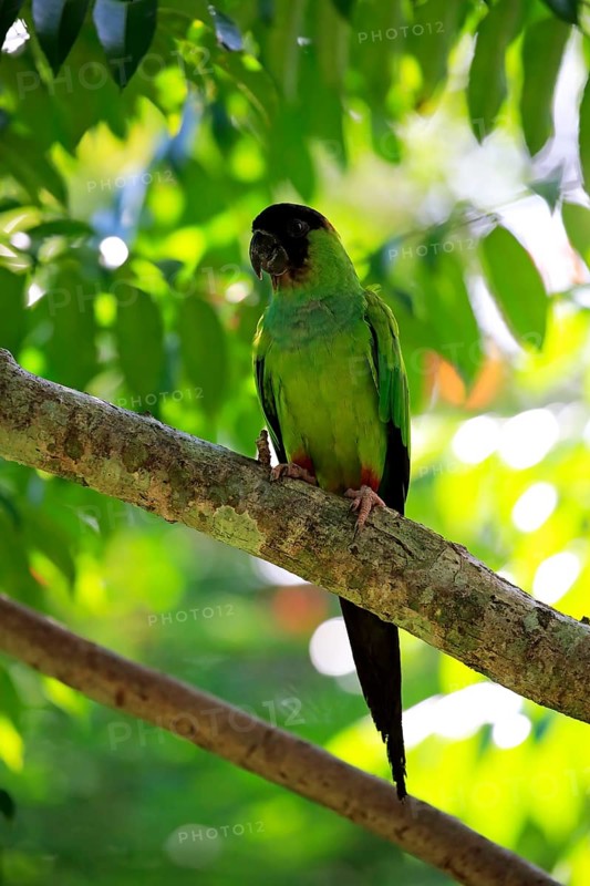 Nanday Parakeet