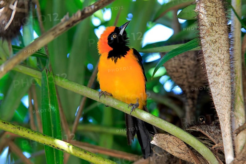 Orange-backed troupial