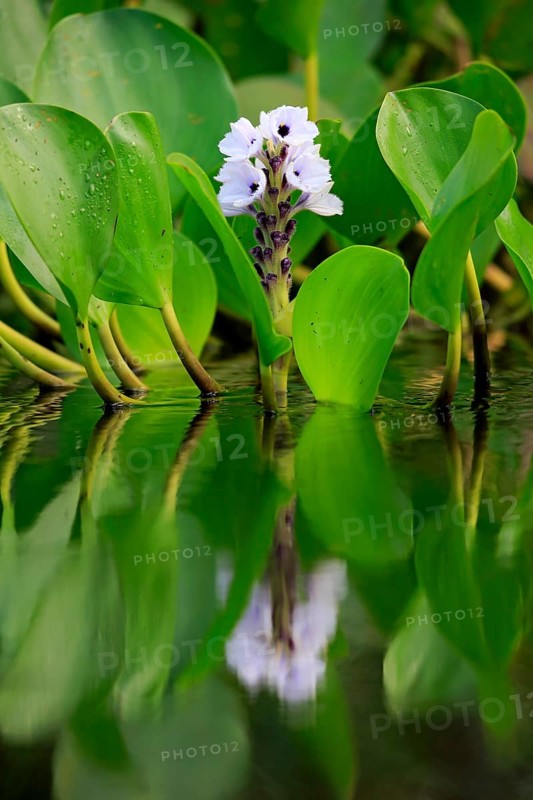 Water hyacinth