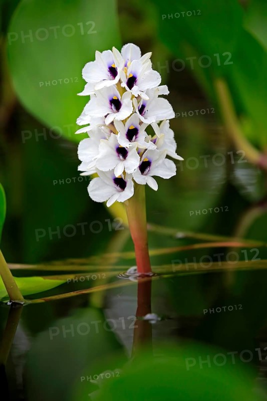 Water hyacinth