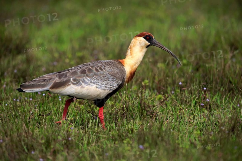 Buff-necked ibis