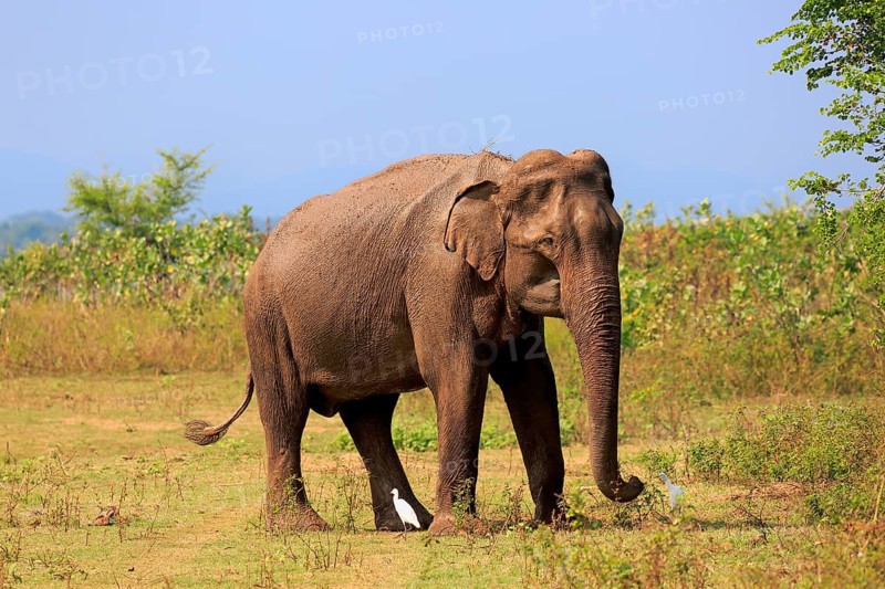 Sri Lankan elephant