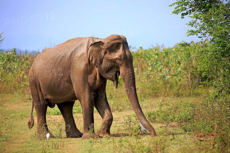 Sri Lankan elephant