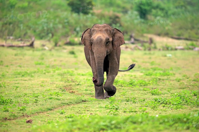 Sri Lankan elephant
