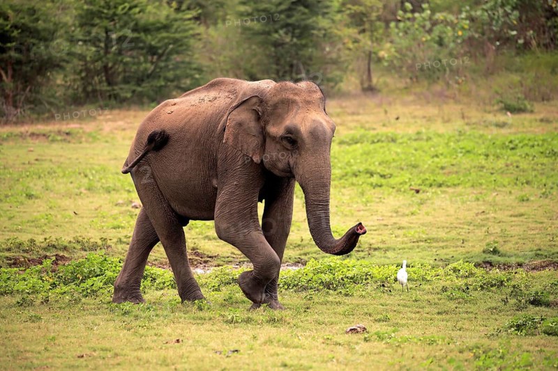 Sri Lankan elephant
