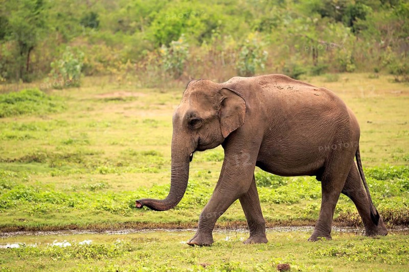 Sri Lankan elephant