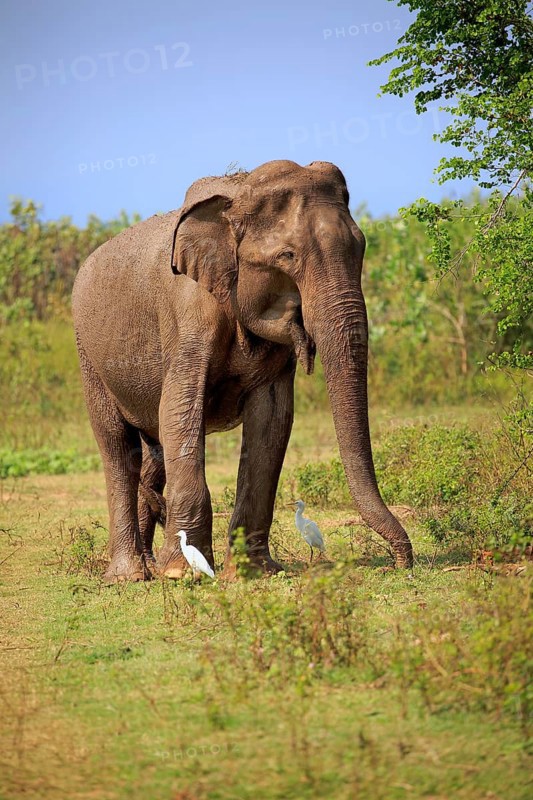 Sri Lankan elephant