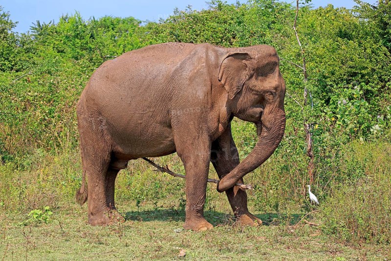 Sri Lankan Elephant