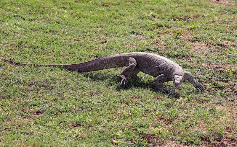 Bengal monitor or common Indian monitor