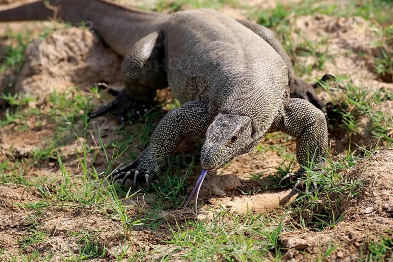 Bengal monitor or common Indian monitor