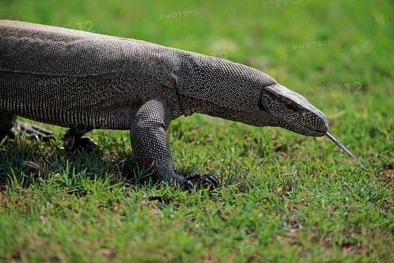 Bengal monitor or common Indian monitor