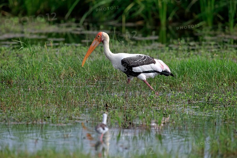 Painted stork
