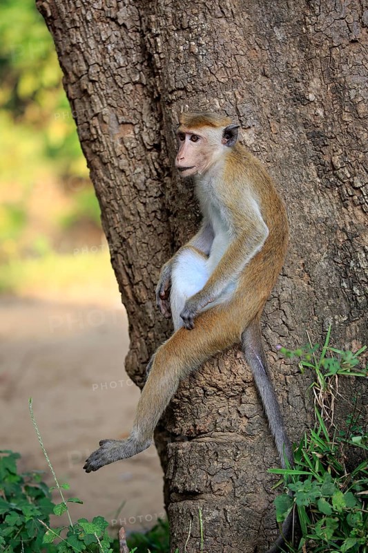 Toque macaque
