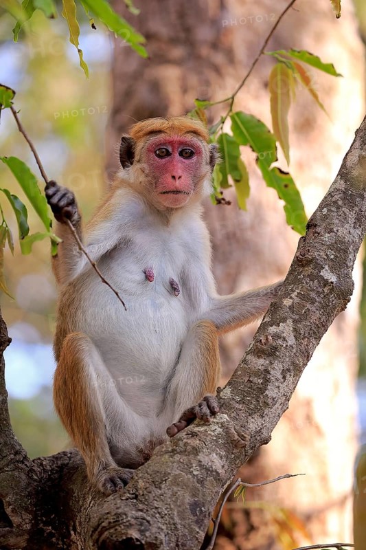 Toque macaque