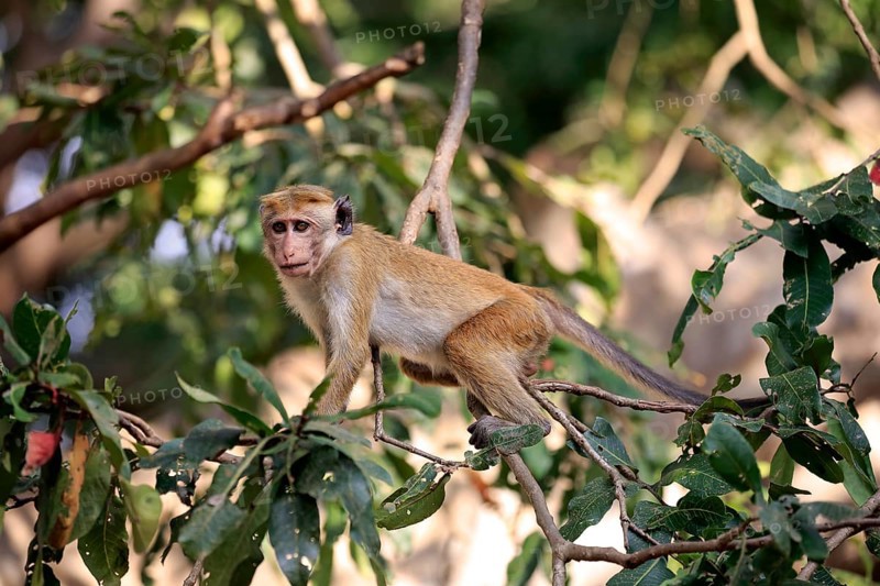 Toque macaque